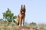 MALINOIS 739